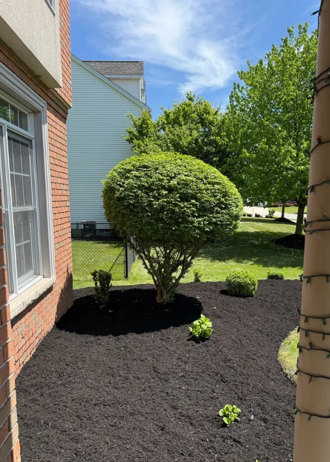 Arborix Tree Service
