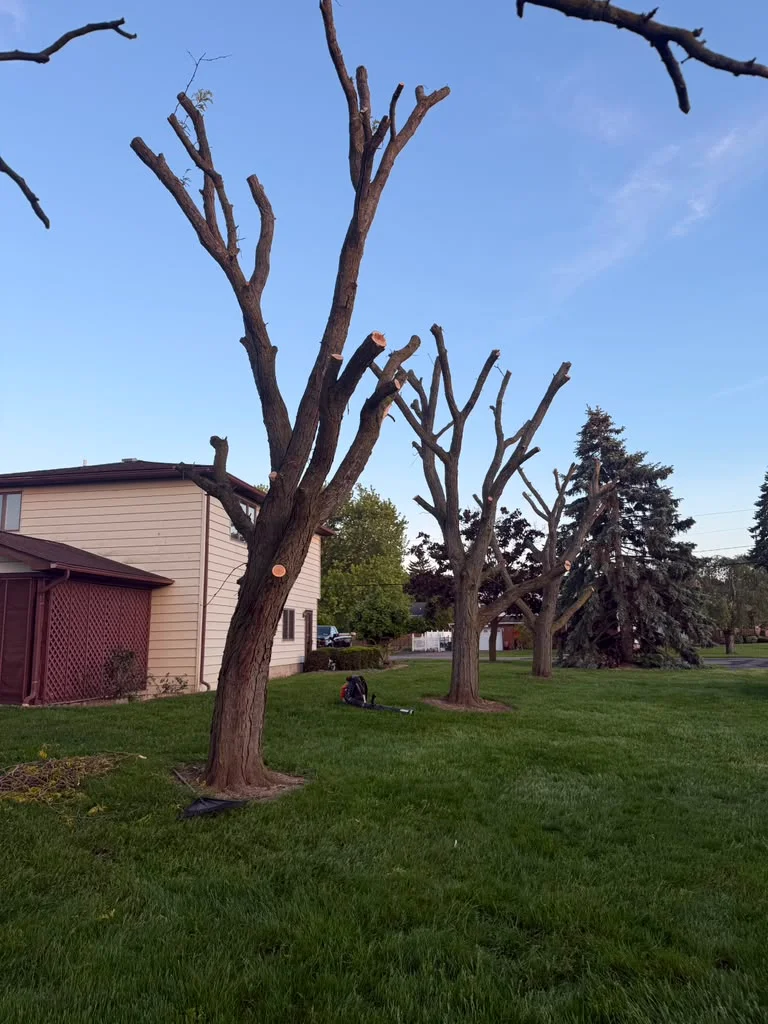 Arborix Tree Service