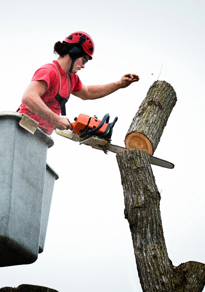 Arborix Tree Service